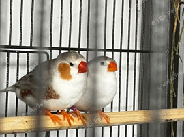 Zebra finch pair