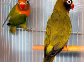 Lovebirds pair