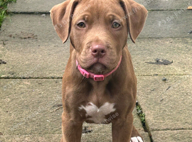 Staffy x pocket bully