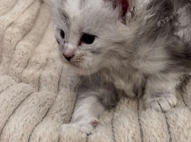 Gorgeous Maine Coon Kittens from Grand Champion Parents