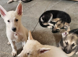 Black,Sable and white german sheherd pups