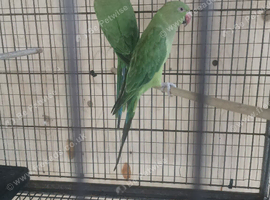 Two Indian ring necks