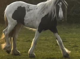 Cob For Sale