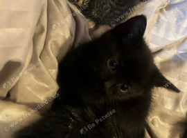 Binx