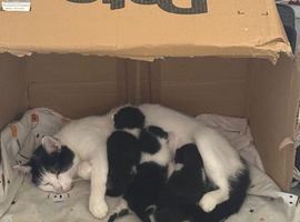 3 black and white kittens