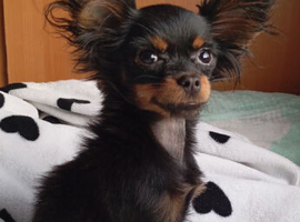 Ikc registered russian toy terrier female for sale