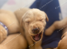 Adorable KC registered pups ready in 2 weeks