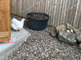 White wynedotte hens