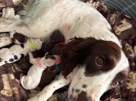 Sprocket spaniel working puppies