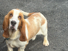 Basset boy