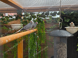 2 male diamond doves
