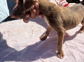 Puppies