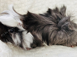 Black & White (roan) Peru Pet Boar
