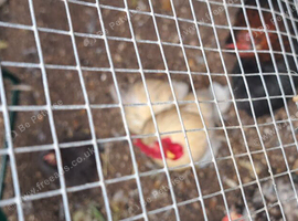 White and brown/white cockbirds available