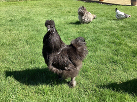 Silkies