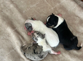 Chihuahua x jack russell