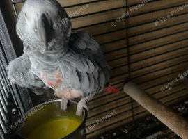 A bonded pair of African Grey parrots.
