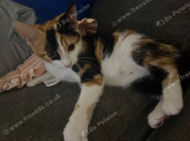Tortoiseshell female kitten