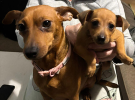 Adorable miniature Pinscher puppies