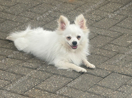Miniature Pomeranian girl
