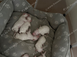 For sale puppy&rsquo;s