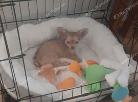 Chihuahua