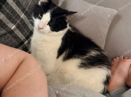 Loving home wanted