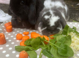Rabbits
