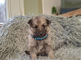 German shepherd pups