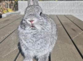 Baby Netherland dwarf rabbits