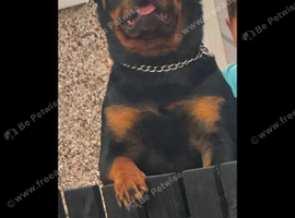 KC Registered Rottweiler Male for Stud!