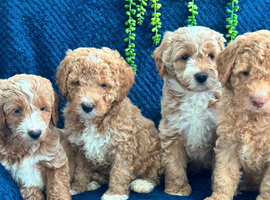 Pure Australian labradoodle puppy&rsquo;s
