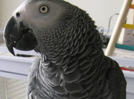 Proven cock bird!