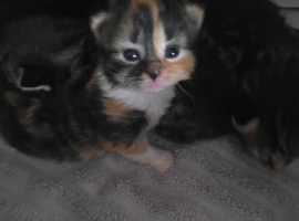 Kittens ready to be re-homed from July 17th