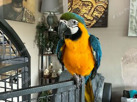 North Dorset Parrot Rescue / Sanctuary