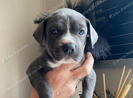 Cane Corso X Staff Puppies