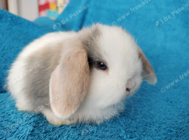 Selection of mini lop babies available