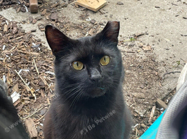 Male cat