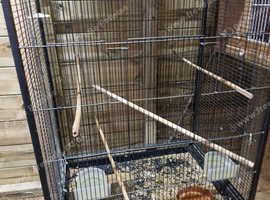 2 cockatiel