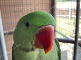 Hand reared silly tame Alexandrian