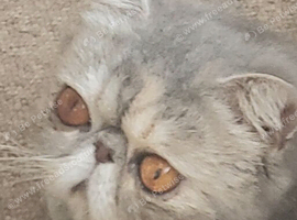 Stunning Blue Cream Tabby