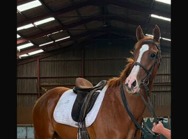 6 year old mare called willow.
