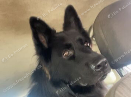 Black German shepherd, male, 3 years old