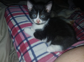 Kitten male forsale