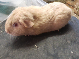 Baby guinea pigs availa&sup2;ble