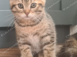 Beautiful Tabby Girl