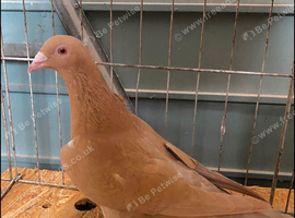 FULL YELLOW RACING PIGEONS