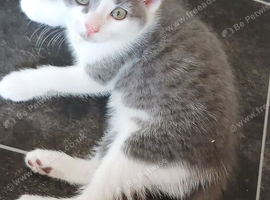4 Beautiful kittens