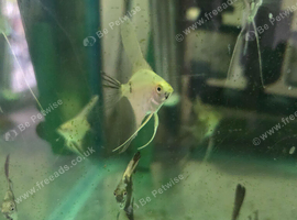Angel fish