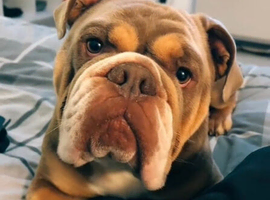 Old English Bulldog for stud